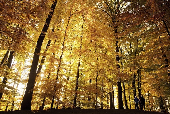 Autumn Leaves Change Color in Switzerland