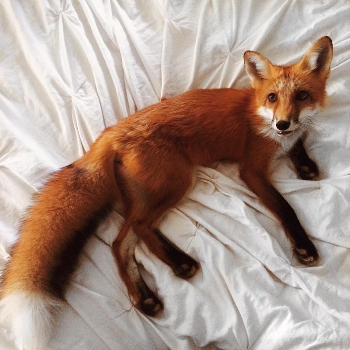 pet fox