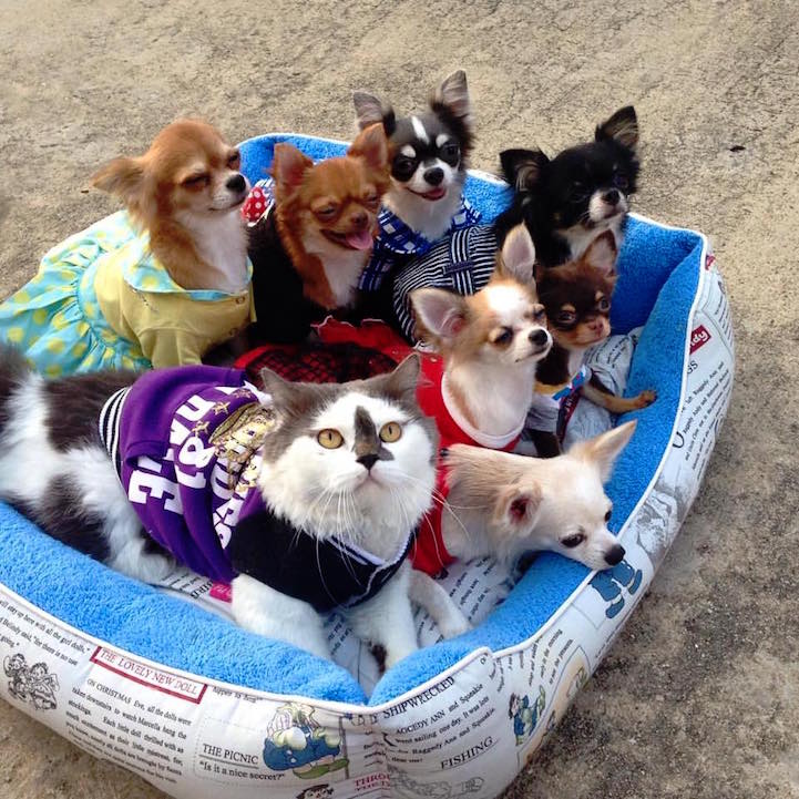 are chihuahuas pack dogs