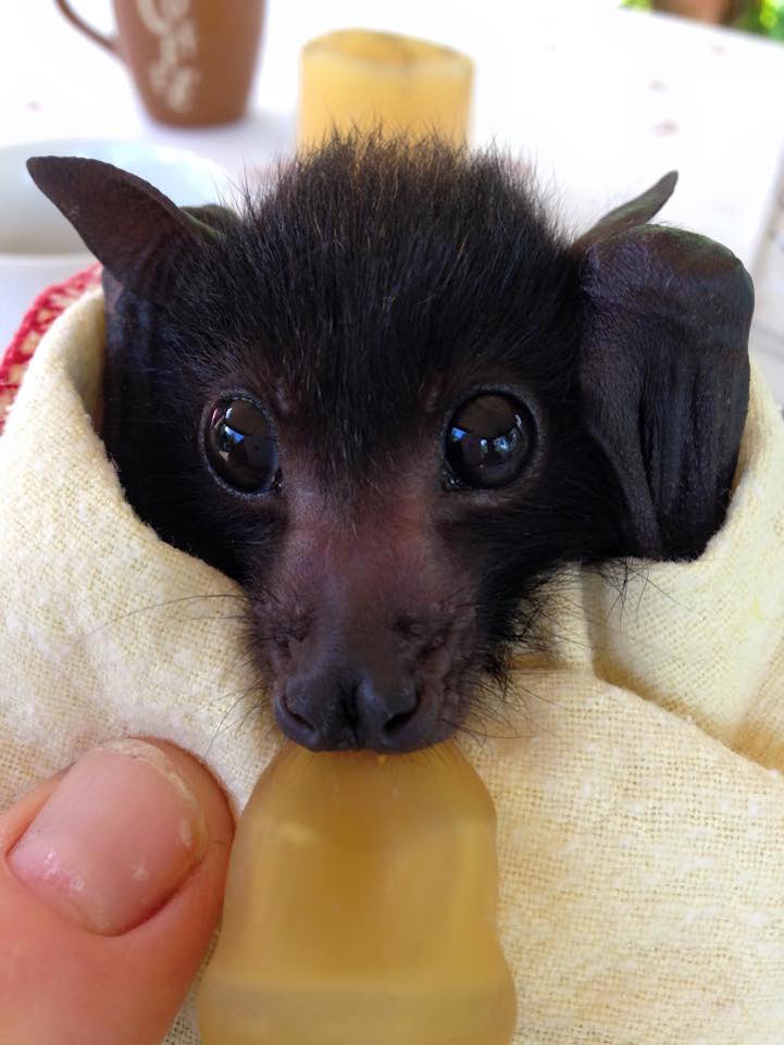 bat bats australian adorable clinic orphaned looking care cared mymodernmet