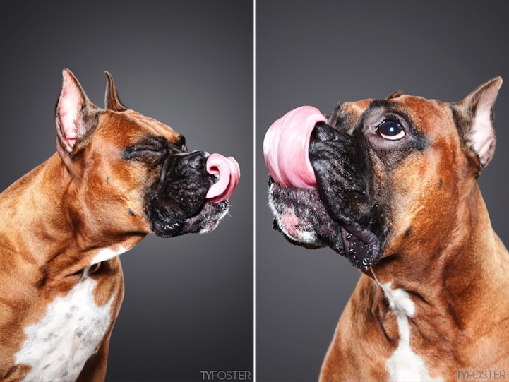 Lick Dogs by Davidson, Carli