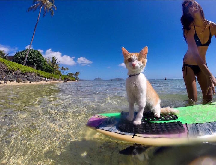 A woman goes surfing with her cats who are 'fascinated' by water