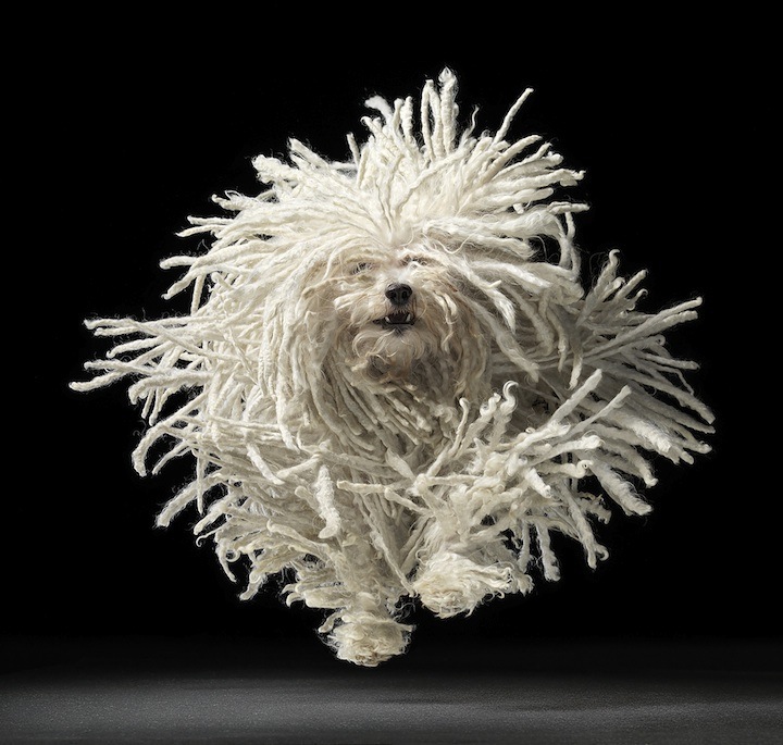 The Fine Art of Dogs (15 photos)