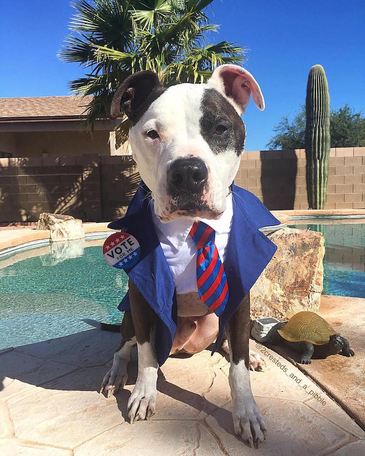 Pitbull For Presidential Candidacy