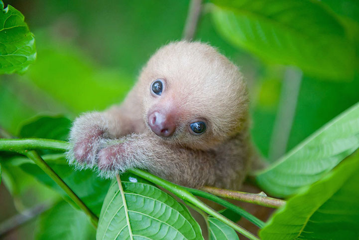 Mother of Sloths