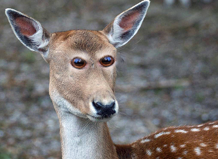 Animals Hilariously Reimagined With Eyes On The Front Of Their Faces