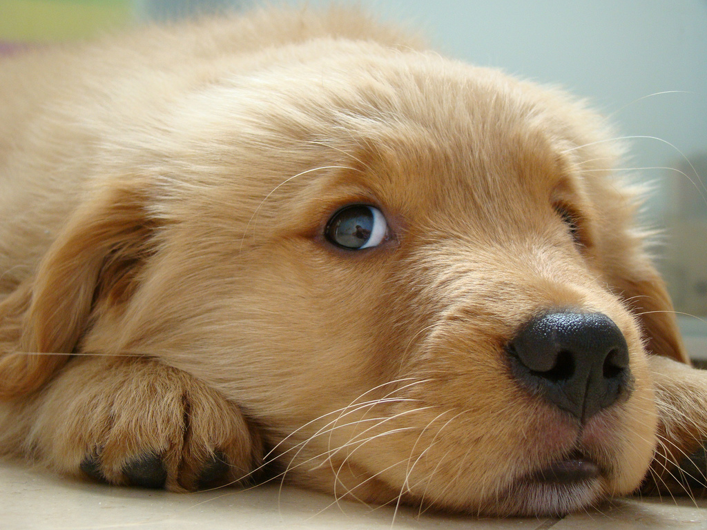 The Cutest Puppies in the World (18 photos)