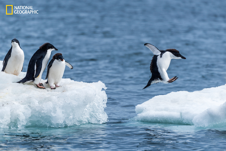 National Geographic Adelie Penguin Portrait