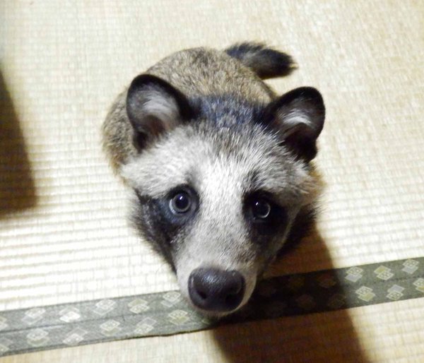 can raccoons and dogs breed