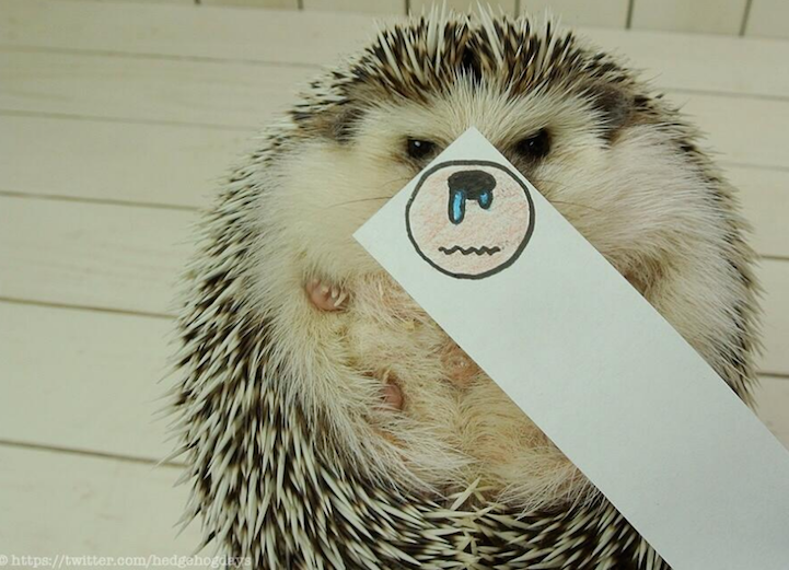 marutaro hedgehog