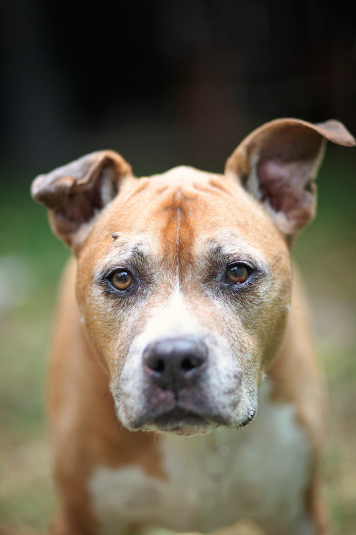 Endearing Photos Of Senior Shelter Dogs Who Symbolize The Power Of 