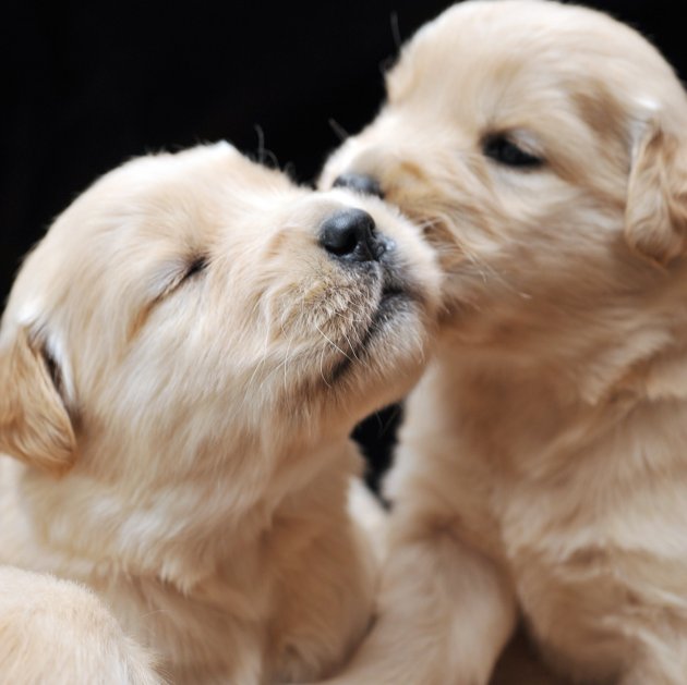 Adorable Newborn Puppies in Their First Three Weeks