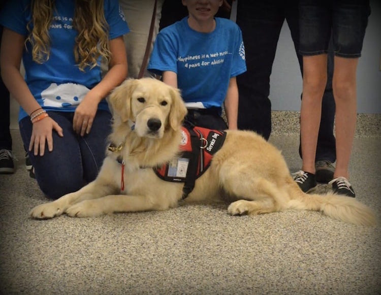 Autism Assistance Dog 4 Paws For Ability