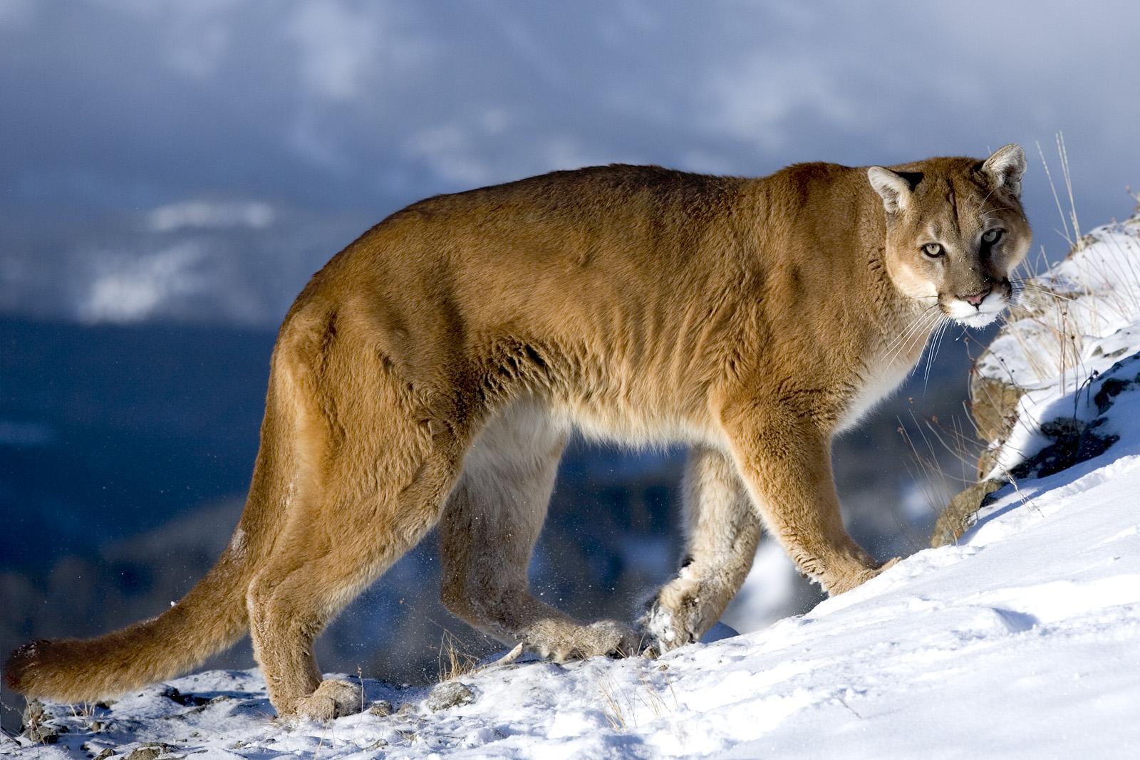 природа животные пума nature animals Puma скачать