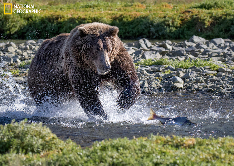 National Geographic Brown Bear Hunt For Salmon