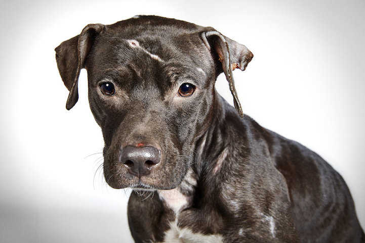 Once-Neglected Dogs Showcase Their Incredible Spirit After Being Rescued