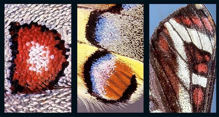 Entire Alphabet Found On The Wing Patterns Of Butterflies