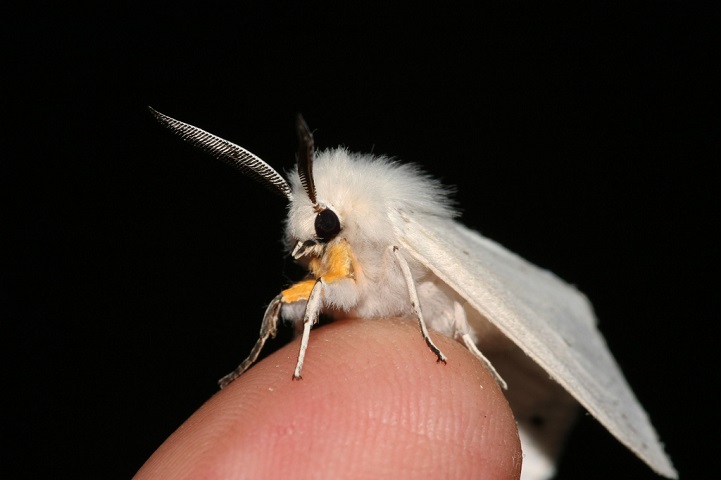 Mysterious Venezuelan Poodle Moth Looks Like A Real Life Fairy