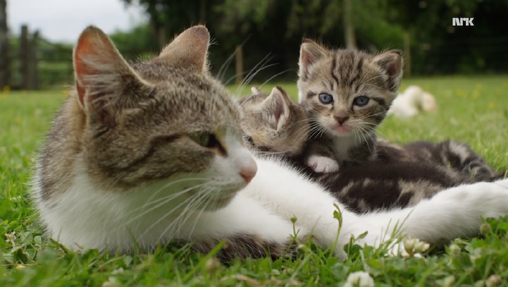 Mother Cat Adopted Three Orphaned Ducklings, Raised Them as Her Own