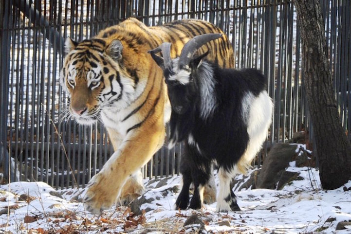 tiger and goat friendship