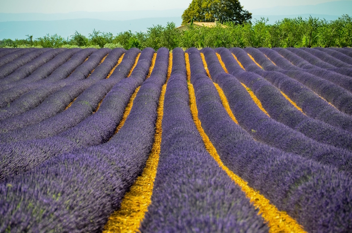 Stunning Photos Capture the Dreamy Beauty of Rolling Lavender Fields