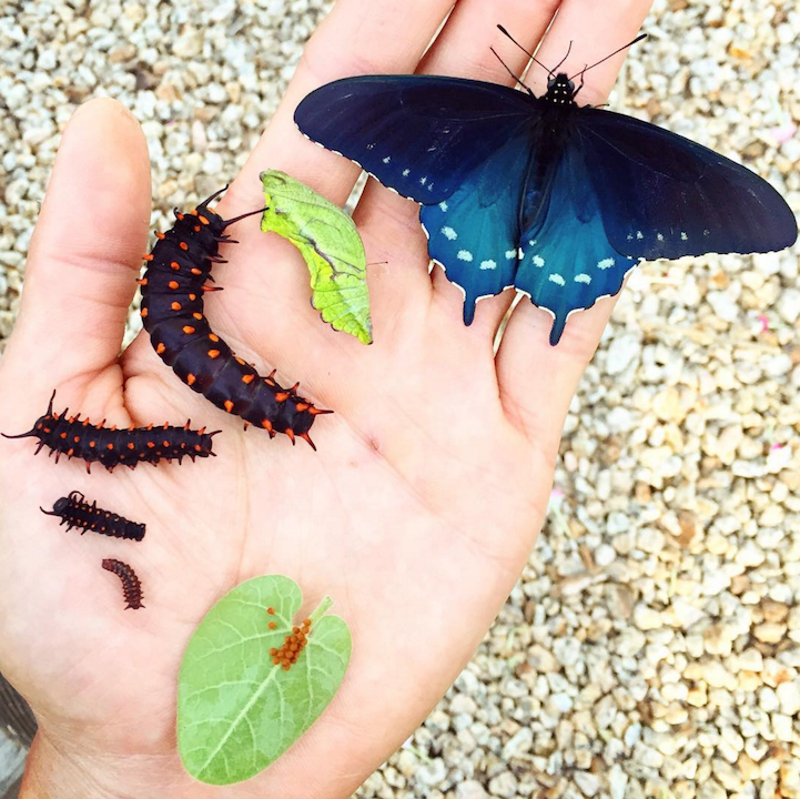 Biologist Single Handedly Repopulates A Rare Species Of Butterfly In