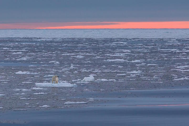 Powerful Photos of Stranded Polar Bears Surrounded by a Melting Sea of Ice