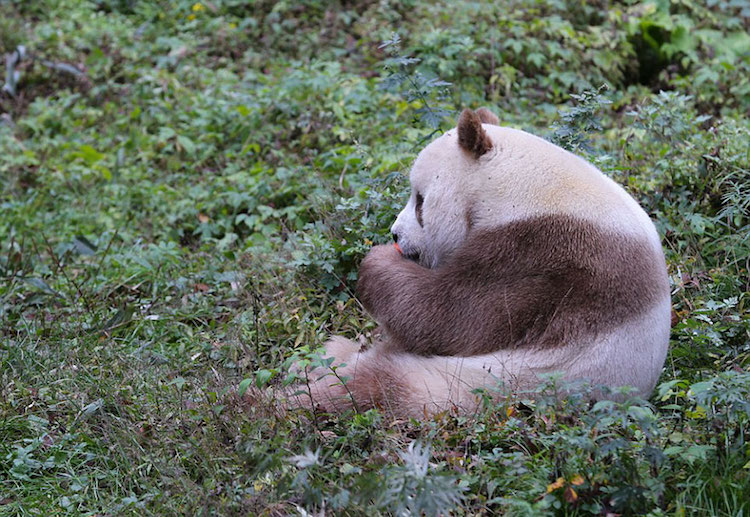 Adorable Panda Bear