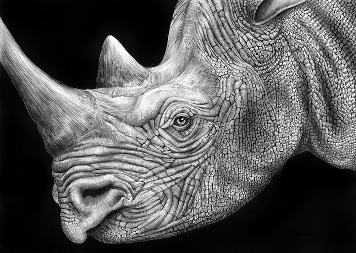 Countless Pens Used To Draw Detailed Animals Portraits