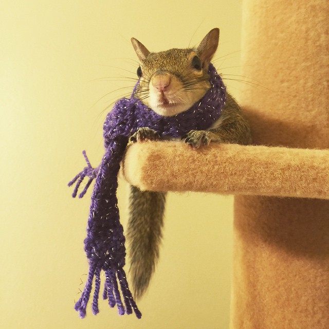 Sweet Squirrel Lives Life to the Fullest After Being Rescued from a ...