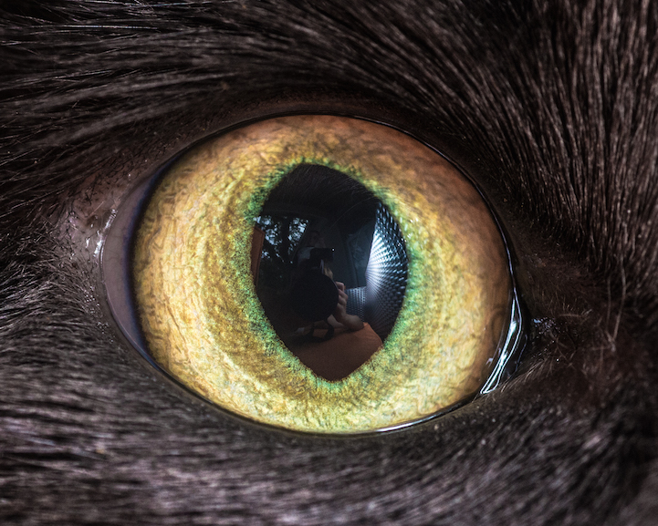Mesmerizing Macro Photos of Cats  Eyes  by Andrew Marttila