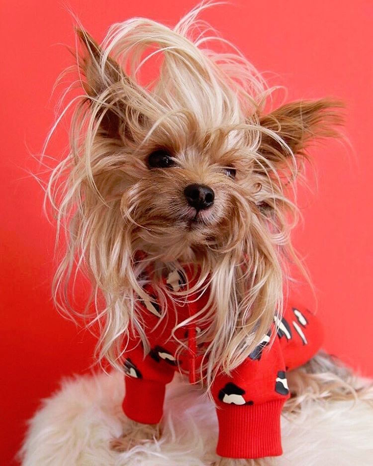 Instagram Blond Yorkshire Terrier