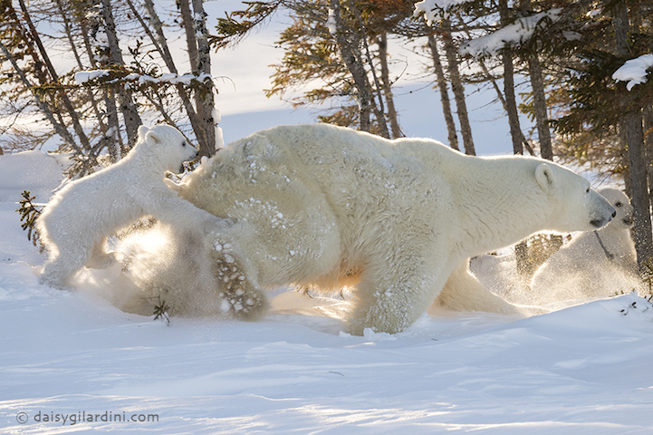 Fotógrafo espera 117 horas a temperaturas bajo cero para capturar el primer vistazo de los cortes de osos polares