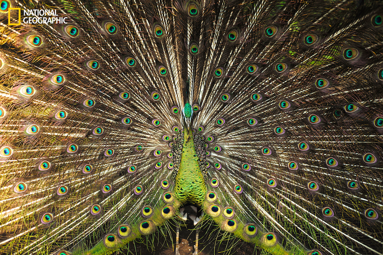 National Geographic Indonesian Peacock