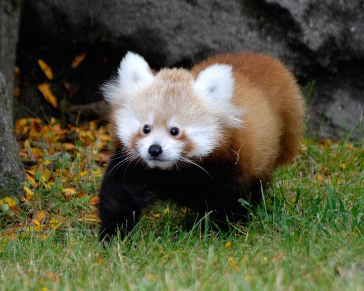 Red panda - Detroit Zoo