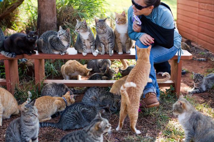 Hawaiian fashion cat sanctuary