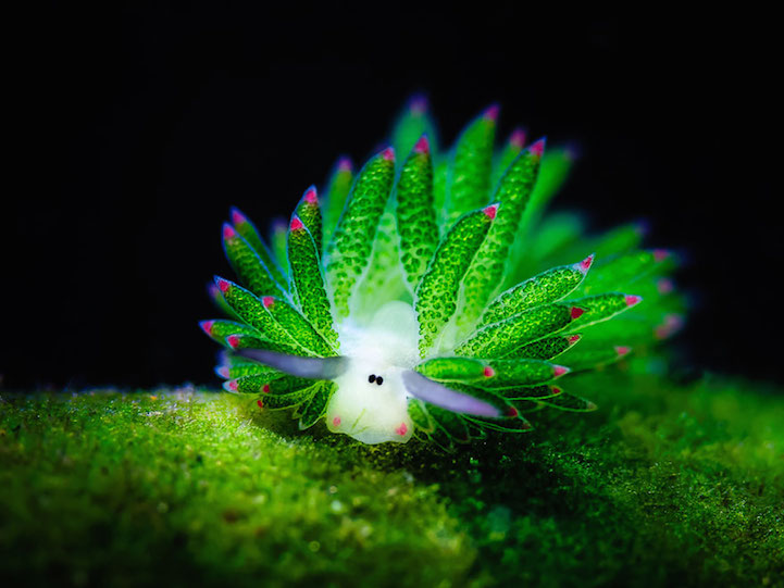 Leaf Sheep Sea Slug