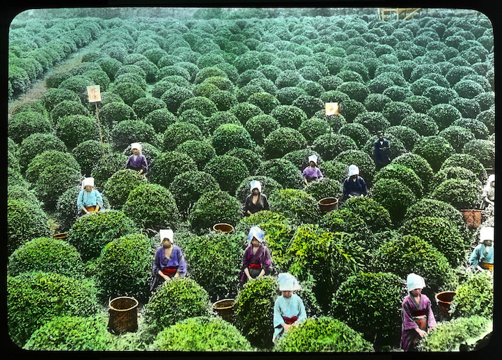 Early 20th Century Photos of Japan Showcase the Detailed Process of Tea Production