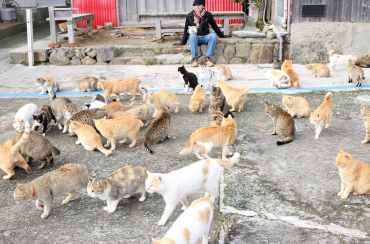 Japan's Cat Island Asks Internet For Food, Gets More Than They Can Store
