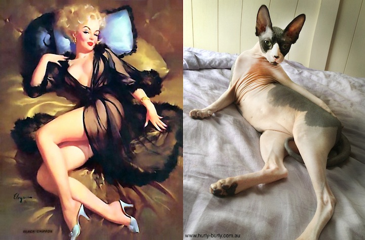 Cats That Look Like Pin Up Girls