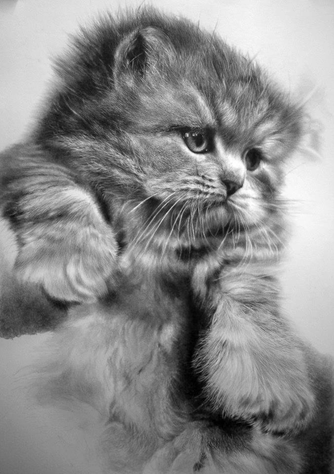 Mind-Blowing Photorealistic Pencil Drawings of Cats