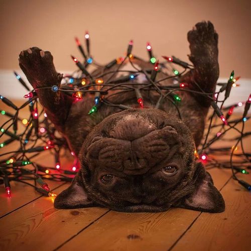 20 Adorable Animals Who Are in the Holiday Spirit