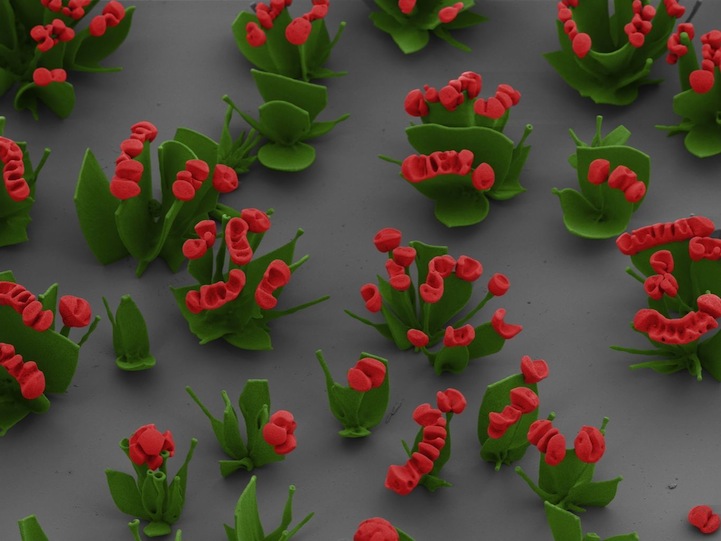 Complex crystal 'flowers' self-assemble with chemical manipulation - The  Verge