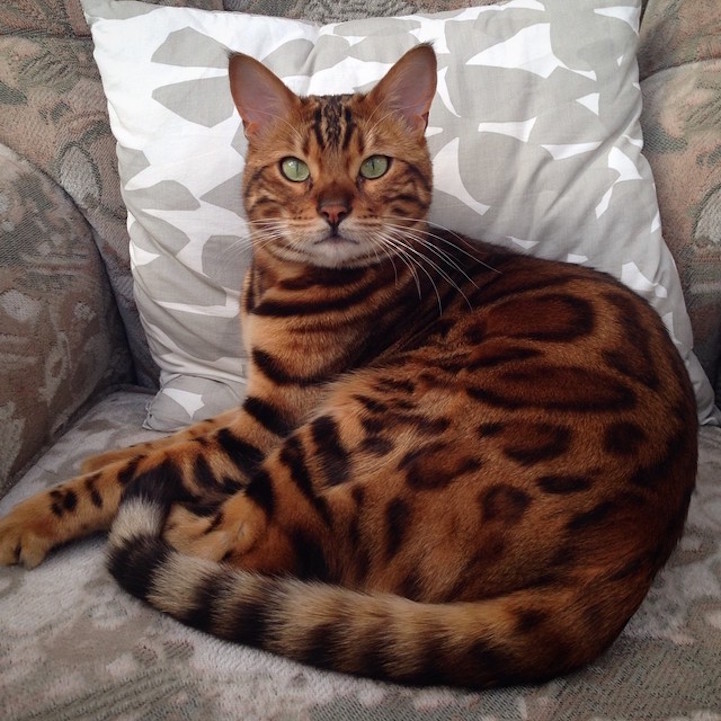Bengal Cat Named Thor Looks Like a Cross Between a Leopard 