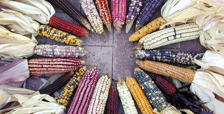 Glass Gem Corn aka Rainbow Corn