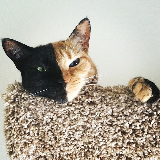 Venus the chimera cat