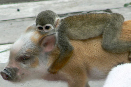 animals riding animals nature cute funny monkey pig