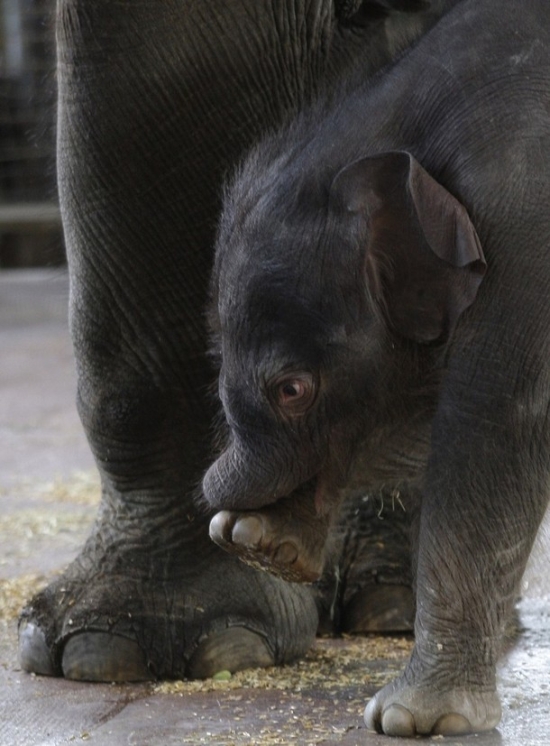 The Cutest Baby Elephant in the World (15 photos)