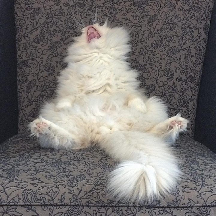 Incredibly Fluffy Ragdoll Cat Resembles a Giant Cuddly Cotton Ball