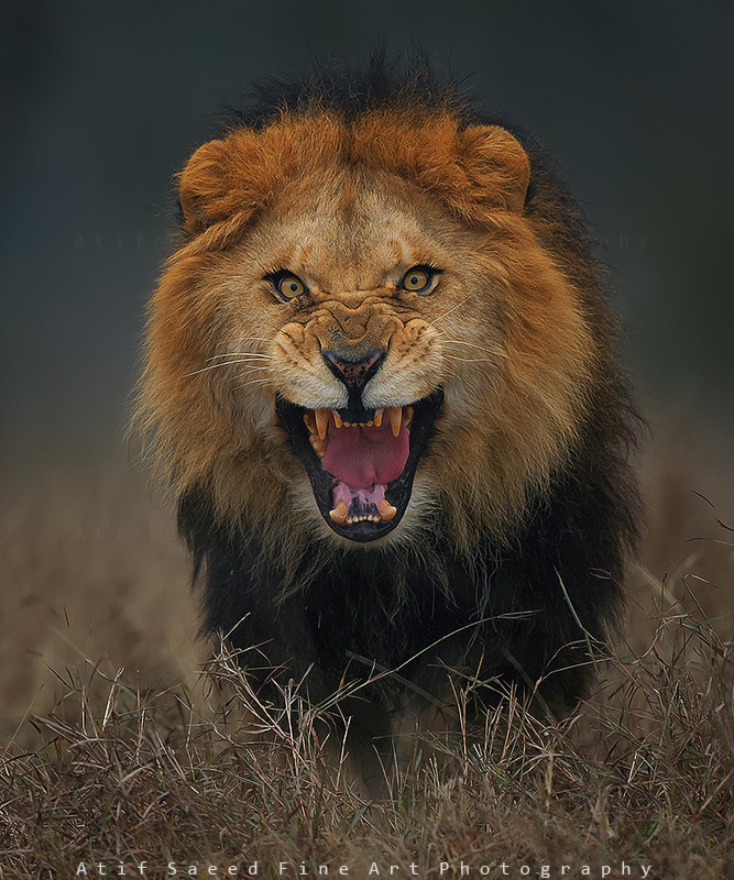 angry lion photos